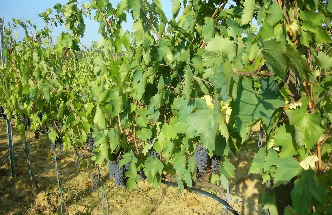 Agriturismo Campo del Monte-1